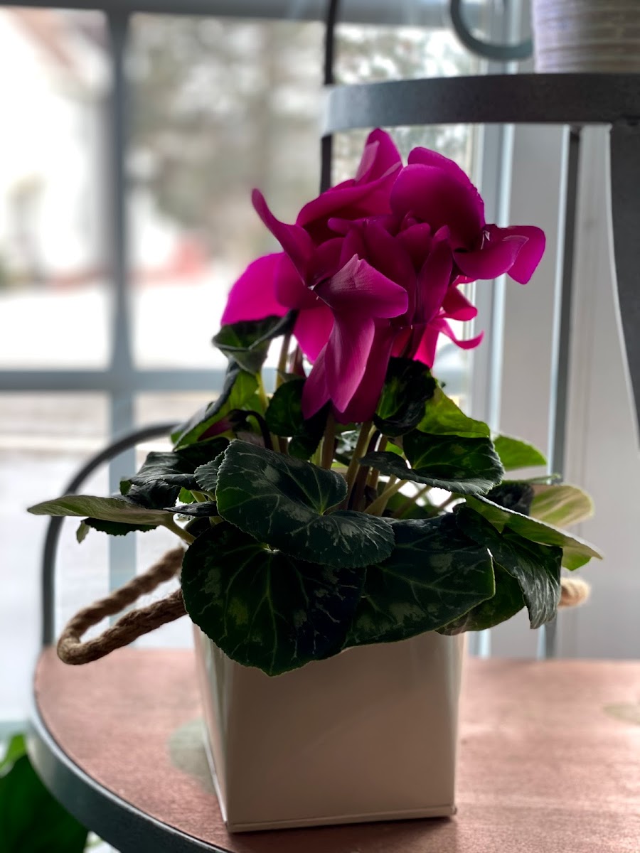 Kehl Florist & Greenhouses florists project photo