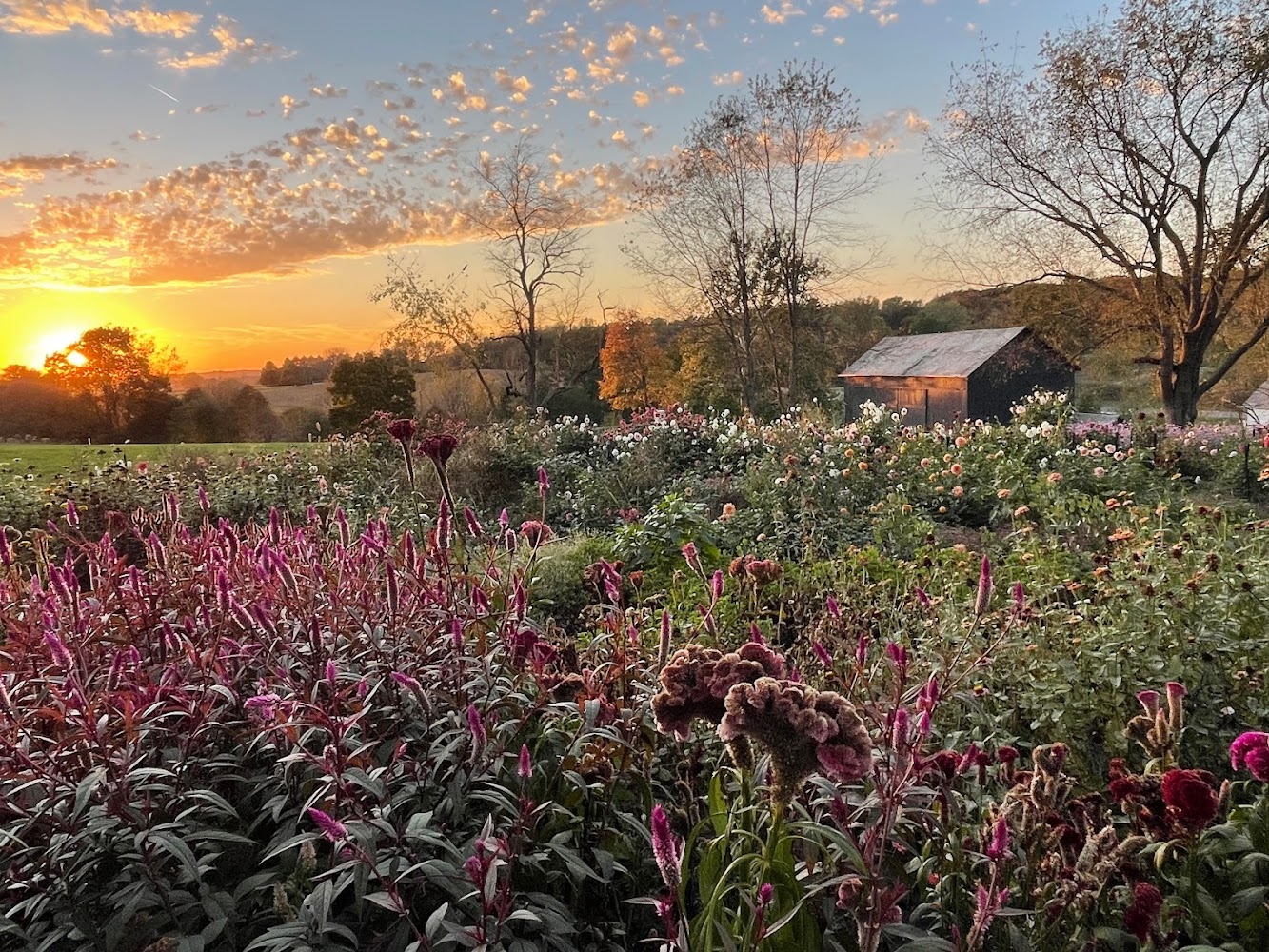 Magnolia Spring Farm caterers project photo