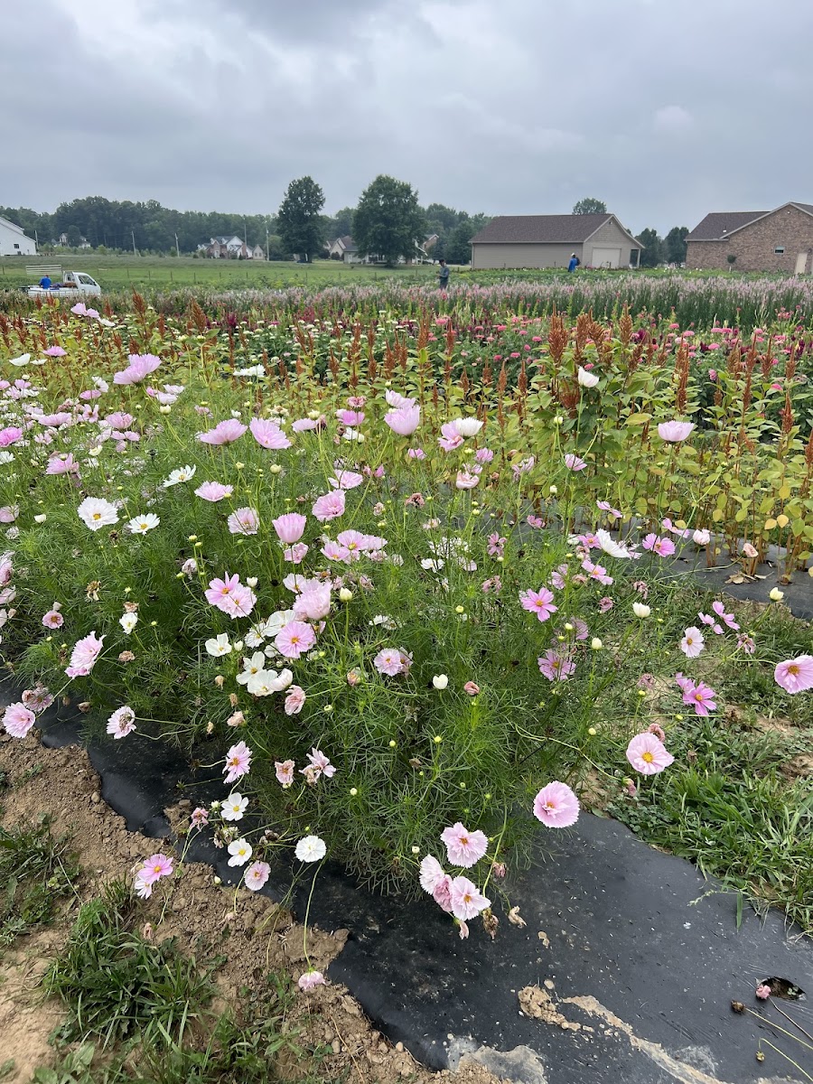 Bloom Hill Farm florists project photo