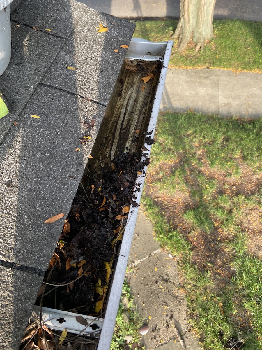 A+ Pressure and Soft Wash pressure washing project photo