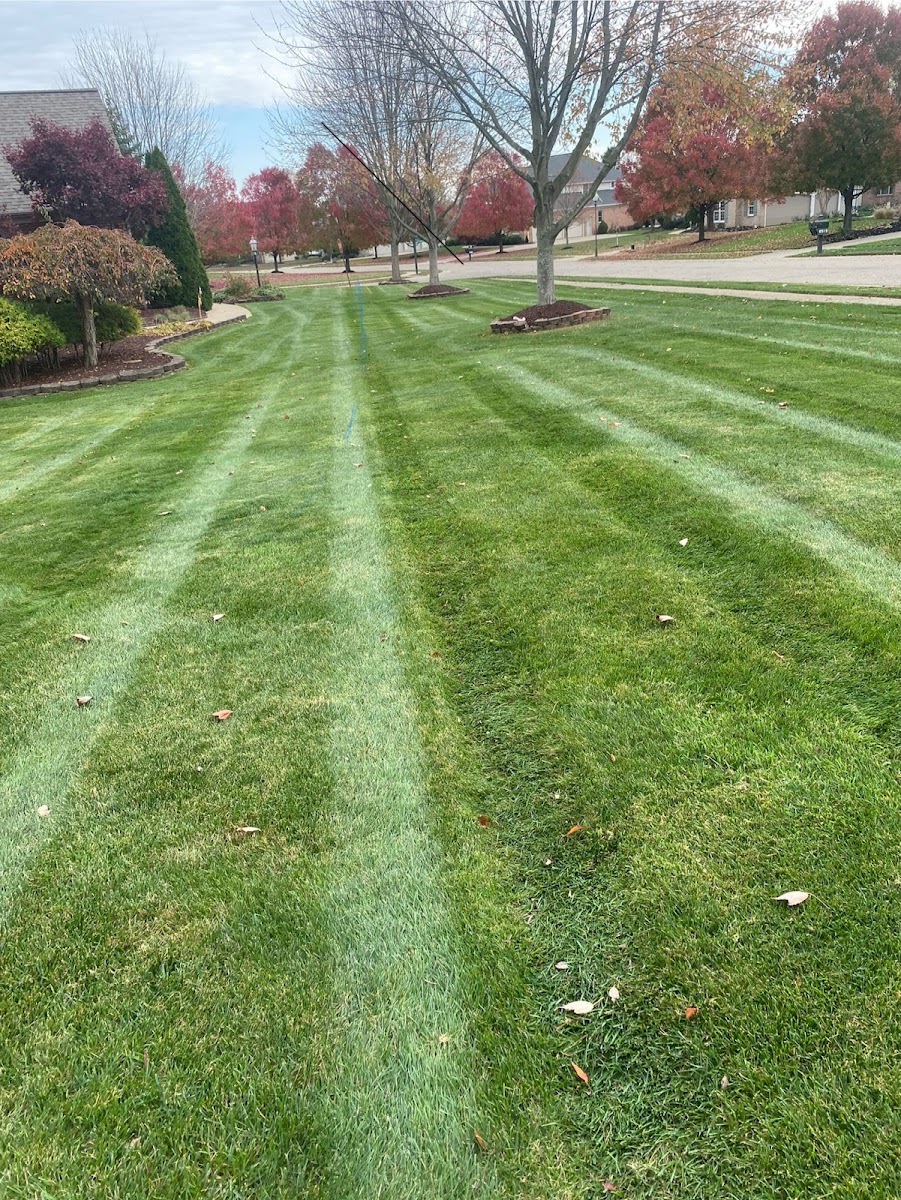 Lemus Lawn Care LLC landscapers project photo