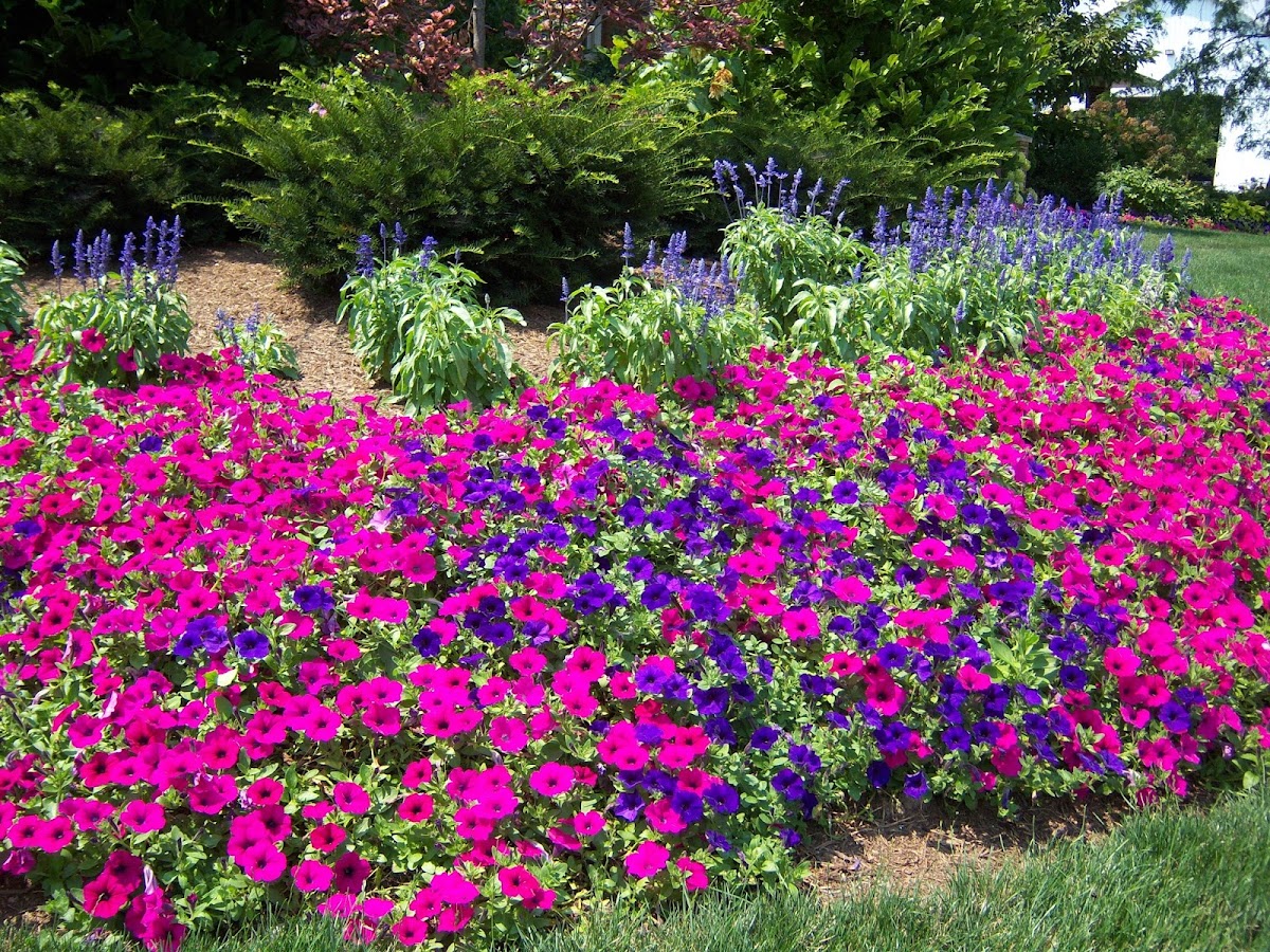 DeHoff Flowers, Greenhouse, and Landscaping, Inc. florists project photo
