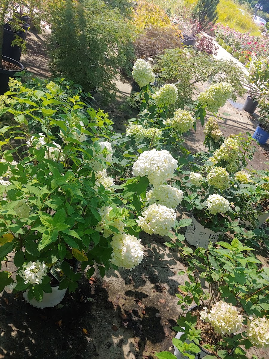 Bluegrass Incorporated Landscaping landscapers project photo