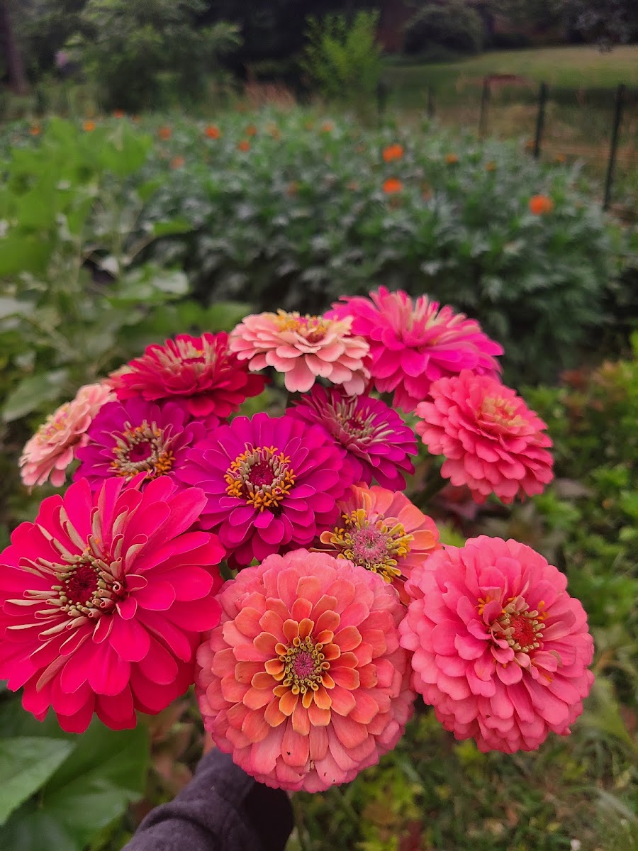 Joy Full Blooms florists project photo