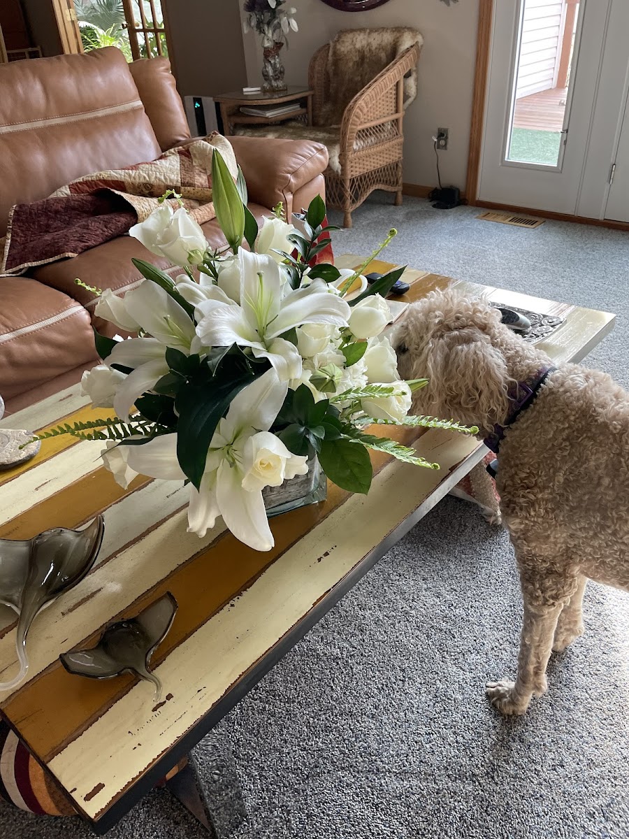Pam's Posies florists project photo