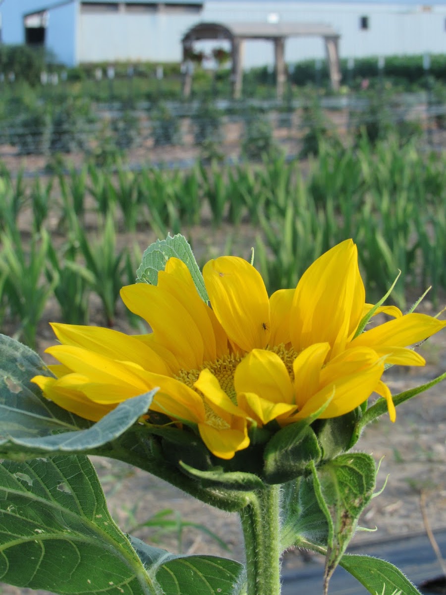 Sunshine Flower Farm florists project photo